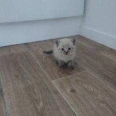 Image pour l'annonce Donne chatons