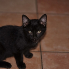 Image pour l'annonce donne chatons