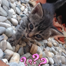 Image pour l'annonce Chatons à donner