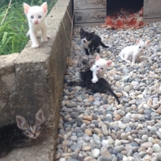 Image pour l'annonce Chatons à donner