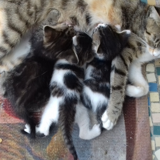Image pour l'annonce Donne 3 chatons mignons