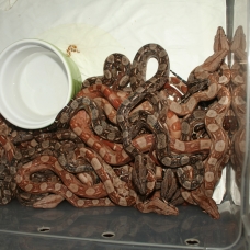 Image pour l'annonce bébés boa constrictor 66% hétéro albinos T+
