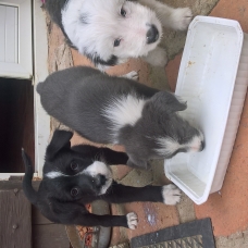 Image pour l'annonce Donne Border Collie croisé