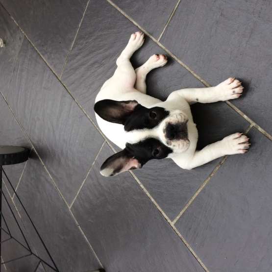 Image pour l'annonce vends chiot bouledogue français non lof