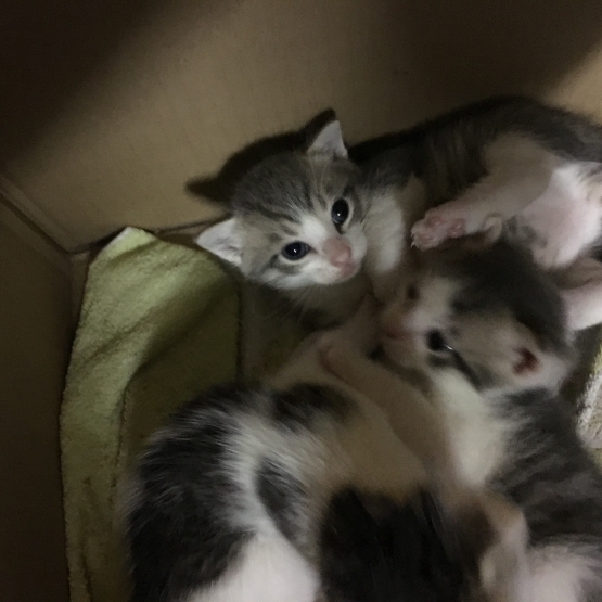 Image pour l'annonce Chatons de trois mois à donner