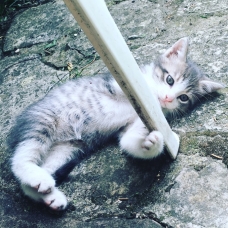 Image pour l'annonce Chatons de trois mois à donner