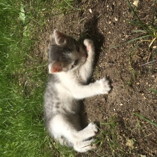 Image pour l'annonce Chatons de trois mois à donner