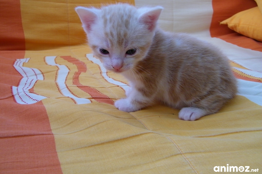 CHATONS A DONNER Calvados (14) GRATUIT sur