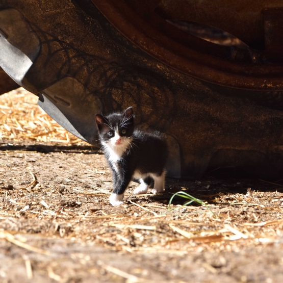 Image pour l'annonce donne joli petit chat doux et affectueux