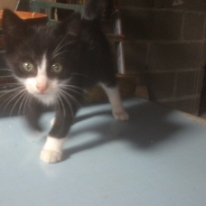 Image pour l'annonce donne joli petit chat doux et affectueux