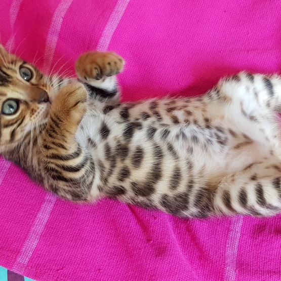 Image pour l'annonce chatons Bengals  LOOF