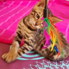 Image pour l'annonce chatons Bengals  LOOF