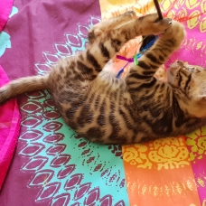 Image pour l'annonce chatons Bengals  LOOF