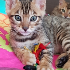 Image pour l'annonce chatons Bengals  LOOF