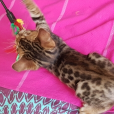 Image pour l'annonce chatons Bengals  LOOF