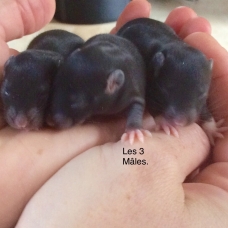 Image pour l'annonce Donne adorables Rats, 6 semaines