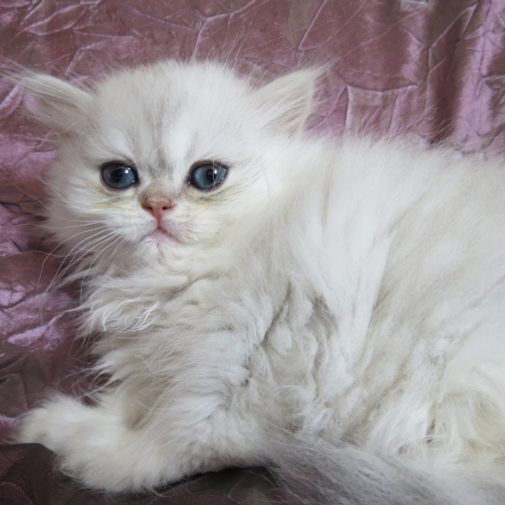 Image pour l'annonce Chaton persan femelle chinchilla Loof