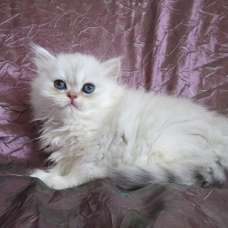 Image pour l'annonce Chaton persan femelle chinchilla Loof