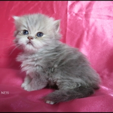 Image pour l'annonce Chatons persan blue golden et golden loof