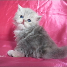 Image pour l'annonce Chatons persan blue golden et golden loof