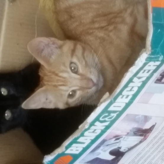 Image pour l'annonce Donne chatons sur St julien de Concelles