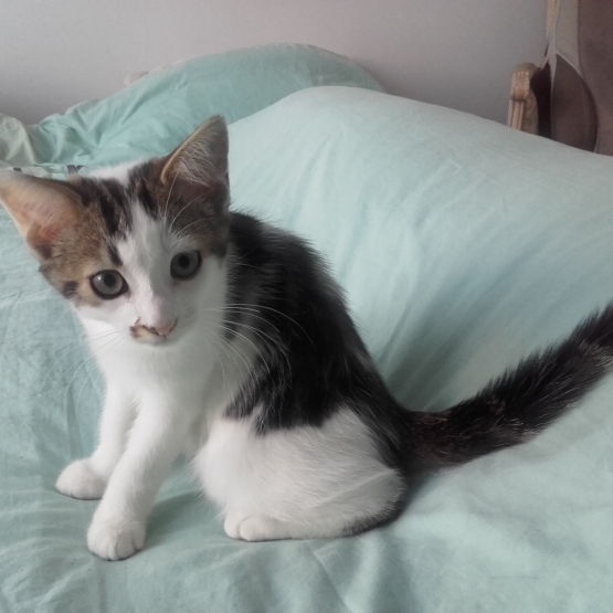 Image pour l'annonce Donne 1 adorable chaton mâle