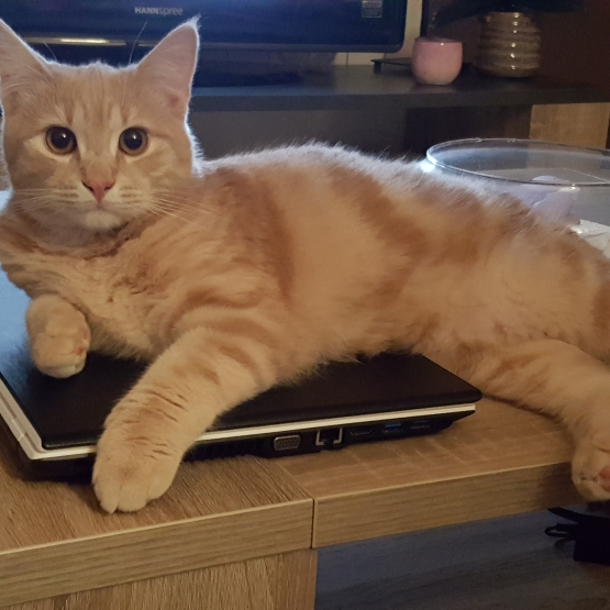 Image pour l'annonce Donne chat de 1 an