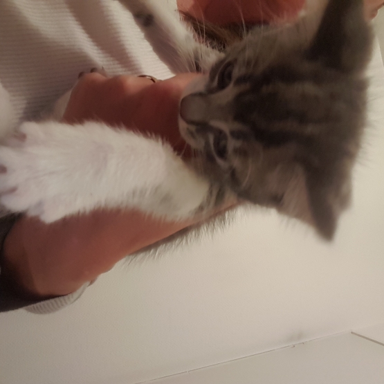 Image pour l'annonce Donne chaton