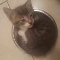 Image pour l'annonce Donne chaton