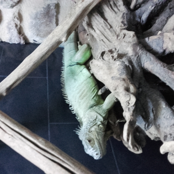 Image pour l'annonce Donne Iguane Vert
