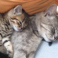 Image pour l'annonce donne chaton