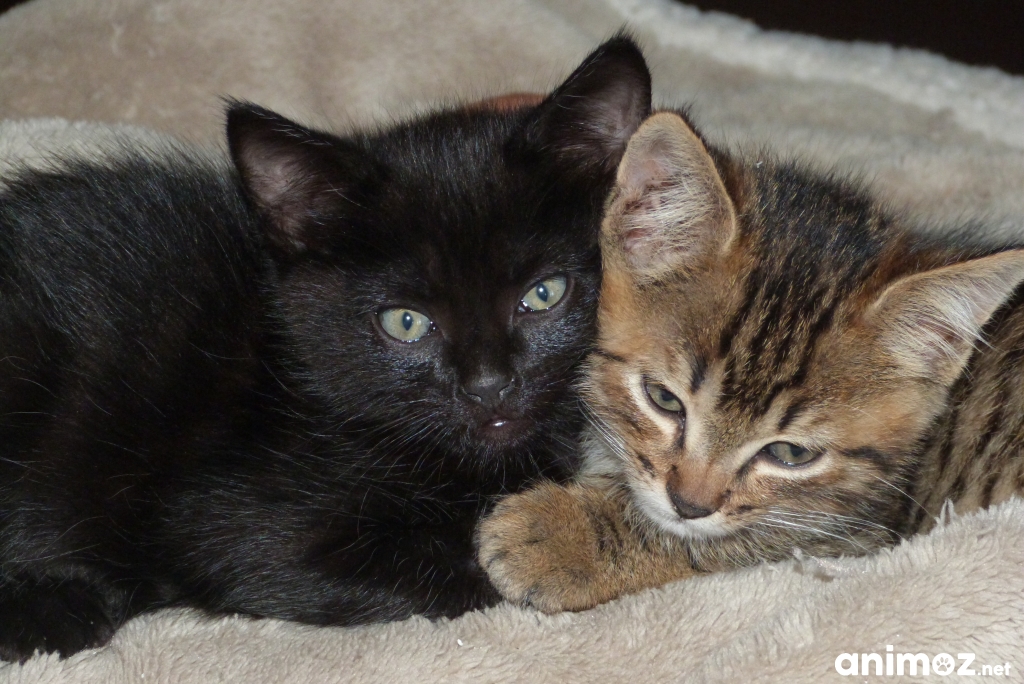 offre un chaton noir adorable ! Finistère (29) GRATUIT