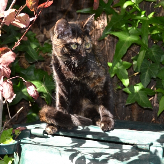 Image pour l'annonce Jeune chat à adopter
