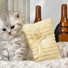 Image pour l'annonce Vend 1 chatons British shorthair