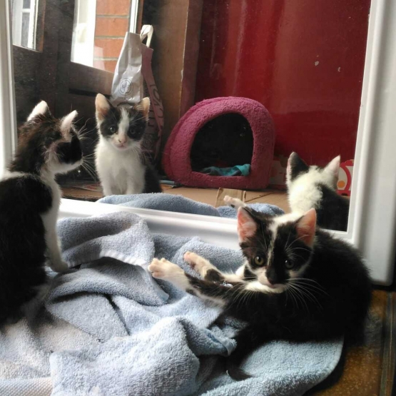 Image pour l'annonce à adopter 2 chatons de 2 mois