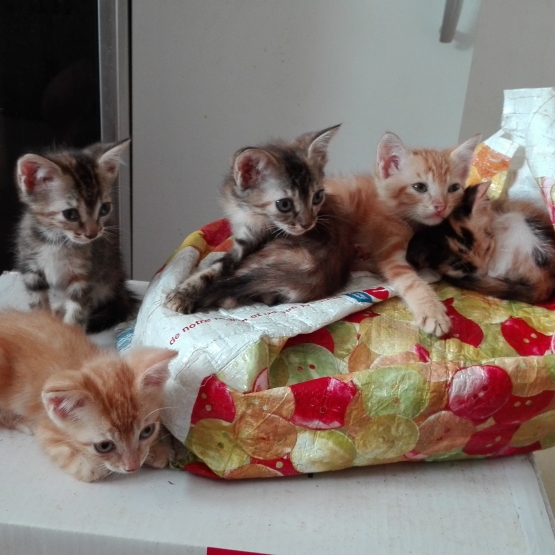 Image pour l'annonce donne chaton male