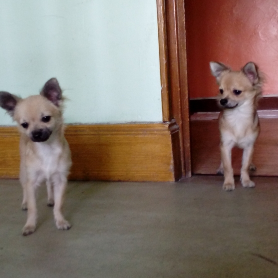 Image pour l'annonce 2 chihuahuas mâles de 6 mois