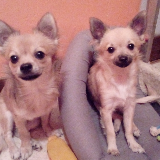 Image pour l'annonce 2 chihuahuas mâles de 6 mois