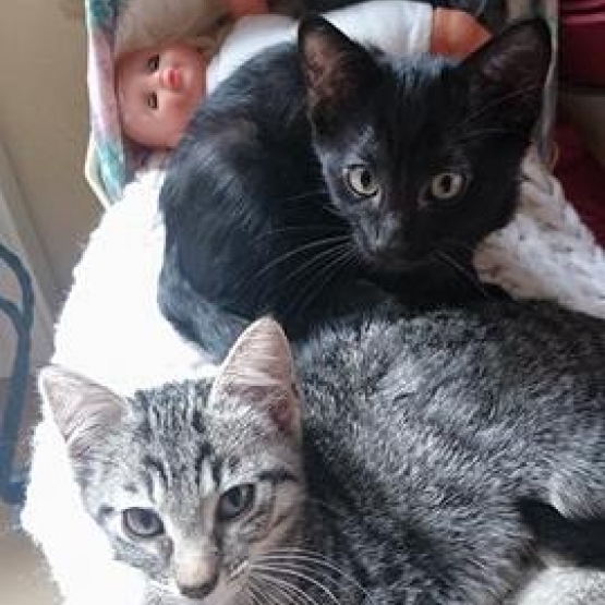 Image pour l'annonce Donne 4 chatons dispos de suite