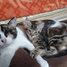 Image pour l'annonce Donne 4 chatons dispos de suite