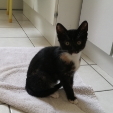 Image pour l'annonce Donne chaton à la robe écaille de tortue et blanche.