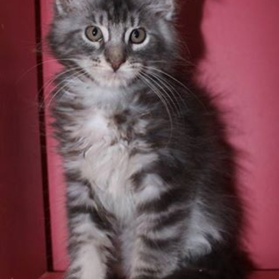 Image pour l'annonce chatons MAINE COON LOOF