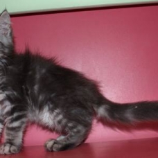 Image pour l'annonce chatons MAINE COON LOOF