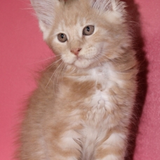 Image pour l'annonce chatons Maine coon LOOF