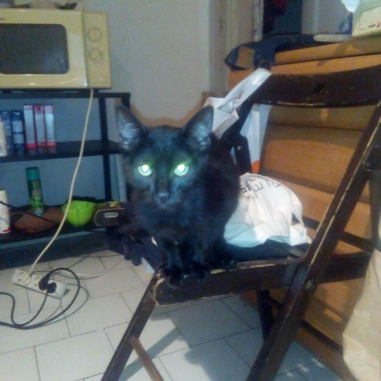 Image pour l'annonce Chatte noire