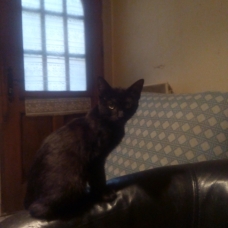 Image pour l'annonce Chatte noire