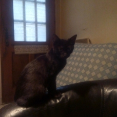 Image pour l'annonce Chatte noire