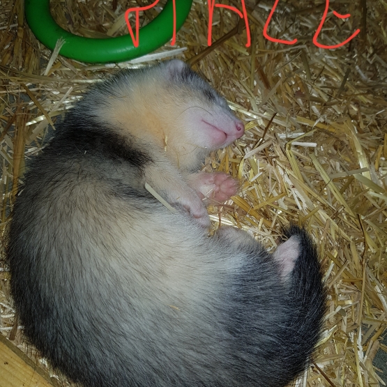 Image pour l'annonce bebes furets