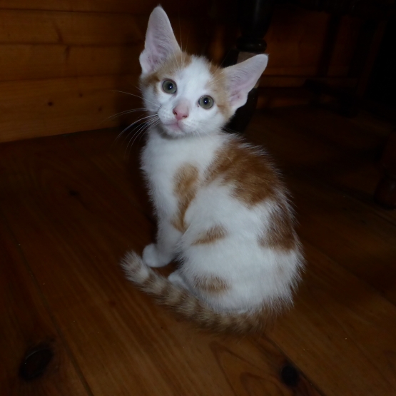Image pour l'annonce donne un petit chaton
