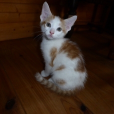 Image pour l'annonce donne un petit chaton
